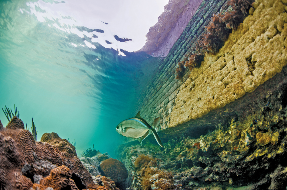 Tortugas Ecological Reserve in Florida Keys National Marine Sanctuary protects diverse habitats, including seagrass beds and coral reefs.