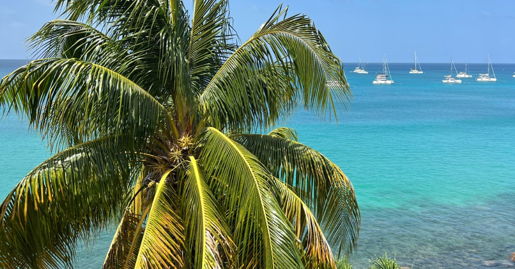 Palm tree in Grenada