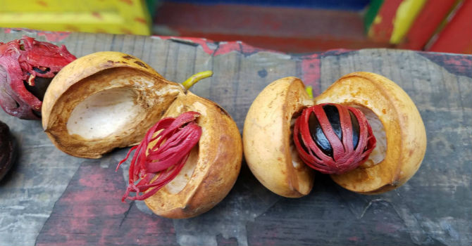 nutmeg