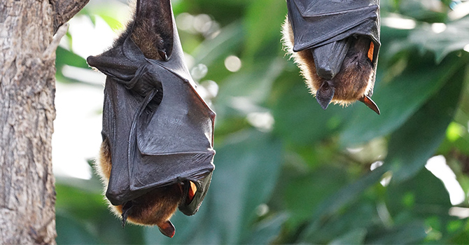 bats hanging upside down during the day