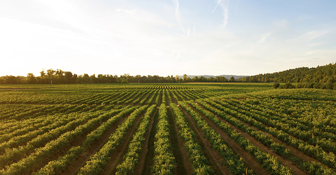 Farmland