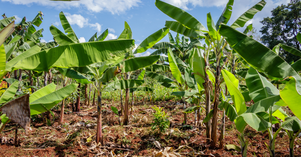 A banana farm in Uganda.